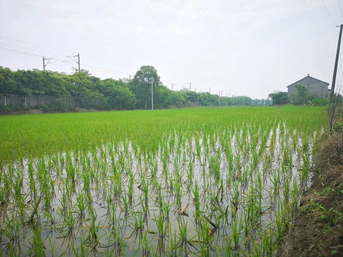 黨建引領社會化服務，八嶺山鎮催生農業發展新動能