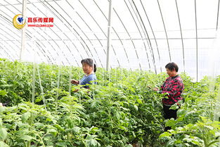 高崖水庫庫區 加快現代農業發展，打造有機農產品供銷基地